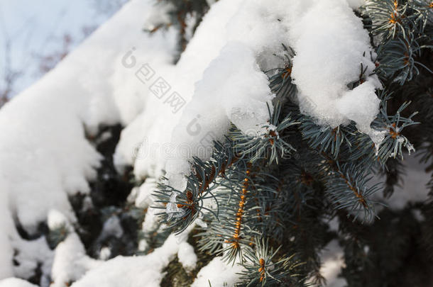 背景云杉树枝有雪花。 圣诞节假期