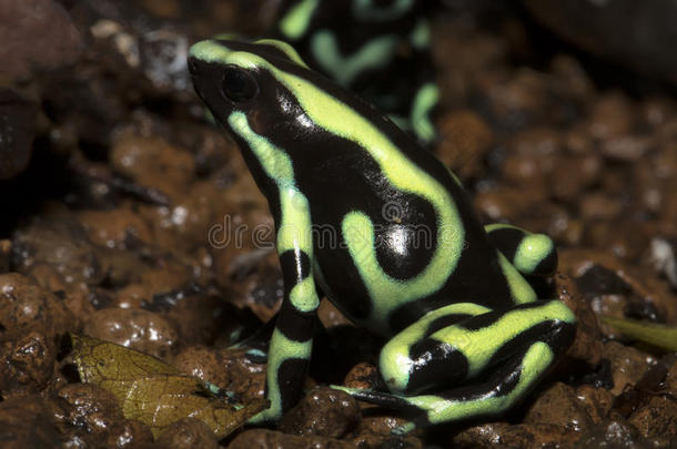 色彩鲜艳的青蛙，绿色和黑色的飞镖青蛙，<strong>树状</strong>的极光