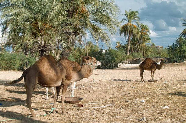 德杰巴的骆驼农场