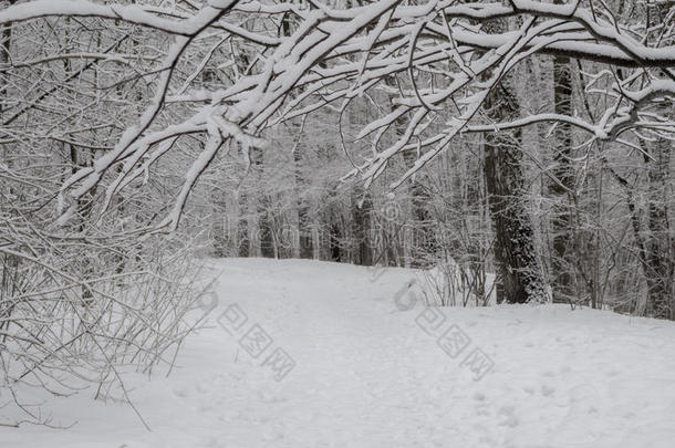 美丽的冬季景观，白雪覆盖的树木
