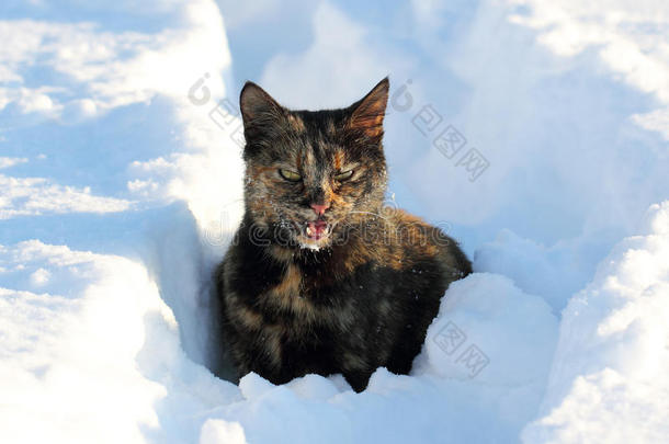 猫在雪地里喵喵叫