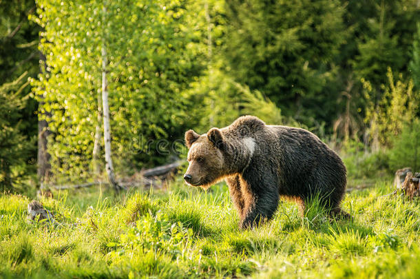 大棕熊在自然界或森林，野生动物，会见熊，动物在自然界。