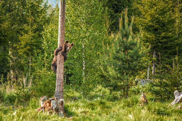 大棕熊在自然界或森林，野生动物，<strong>会见</strong>熊，动物在自然界