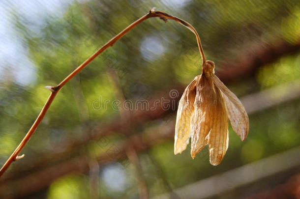 花园里的死花