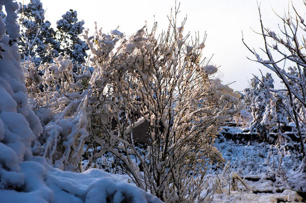 冬天下雪的花园树