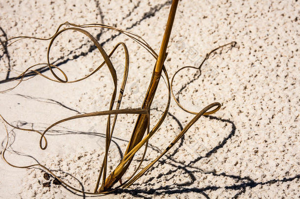 海洋燕麦和沙子的抽象特写（海湾海岸，艾尔）