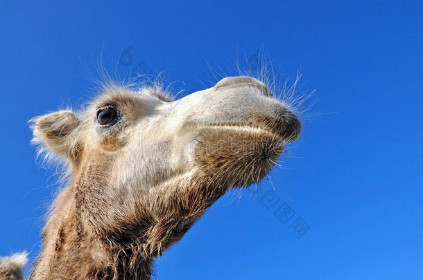 动物双峰驼双歧杆菌米色骆驼
