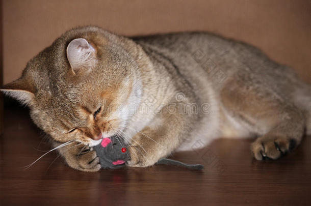 猫小鸡抓住老鼠