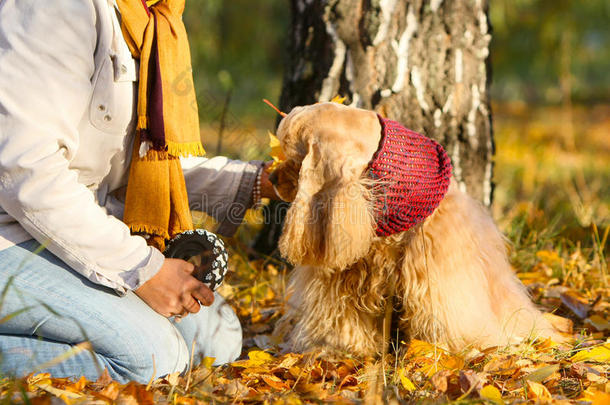 狗和主人坐在黄色叶子上的一棵树附近