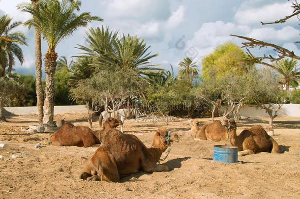 德杰巴的骆驼农场