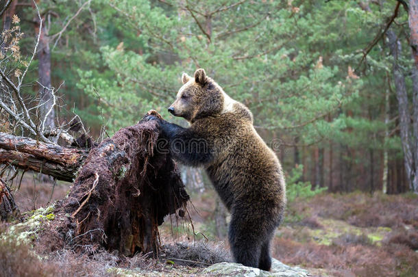 冬季森林中的棕熊(Ursusarctos