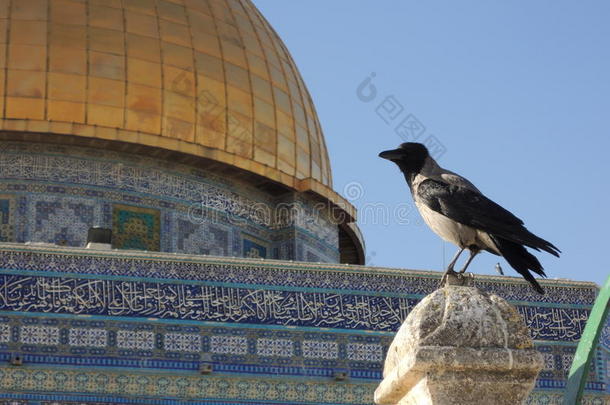 岩石穹顶的细节（圣殿山)在一只坐着的鸟的背景下(在以色列，耶路撒冷）