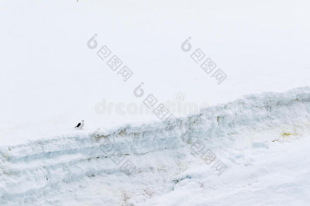 南极洲的冰、雪和头骨