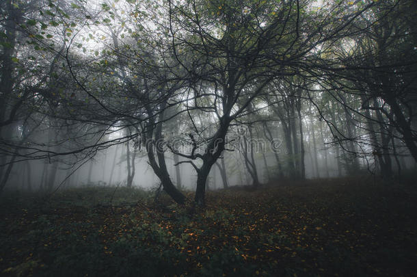 黑暗的幽灵森林和神秘的雾