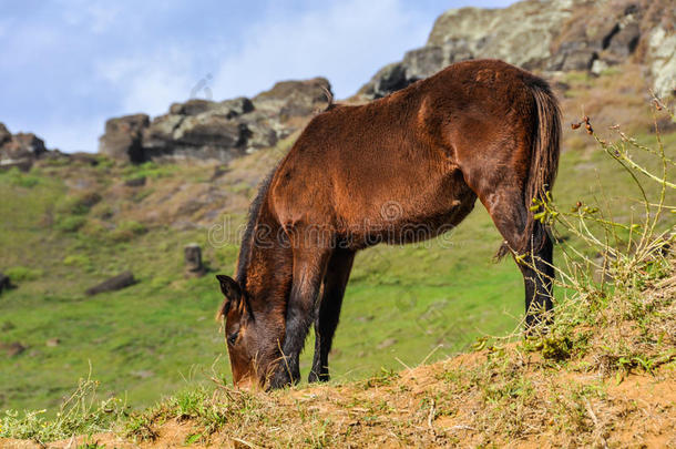 美国动物美丽的智利陨石坑