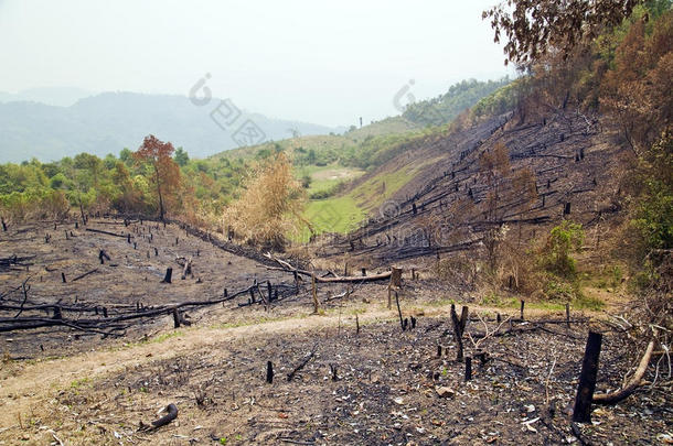 砍伐森林，森林火灾，自然灾害，老挝