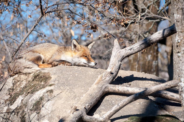 狐狸躺在岩石上，在<strong>烈日</strong>下休息-12