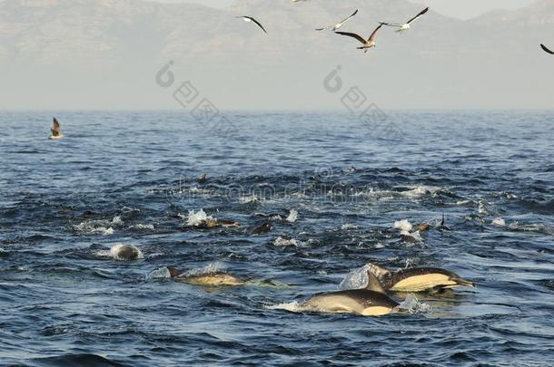 一群海豚，在海洋中游泳，寻找鱼。 跳跃的海豚从水里上来。 长喙的普通d