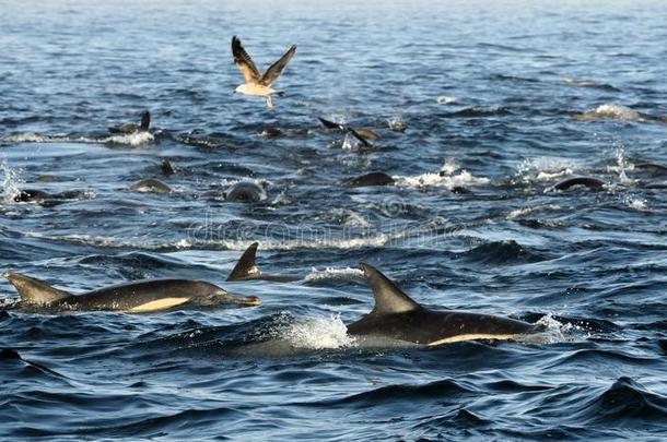 一群海豚，在海洋中游泳，寻找鱼。 跳跃的海豚从水里上来。 长喙的普通d
