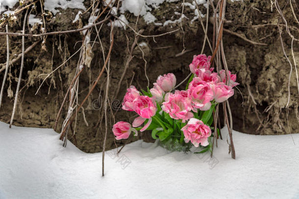 雪中的鲜花在肮脏的背景上