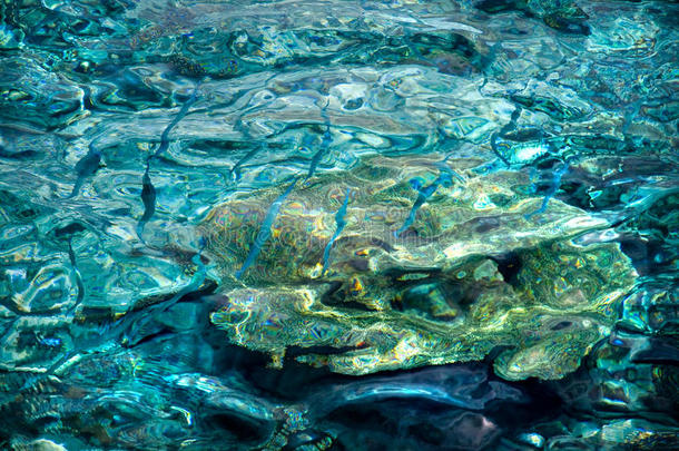 晶莹剔透的绿松石水和小蓝色的鱼