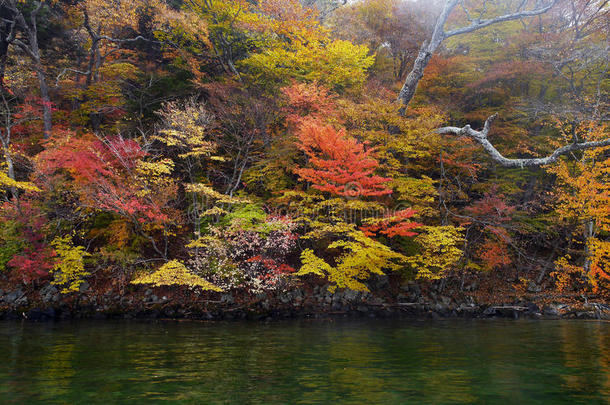 沿河的秋色树木