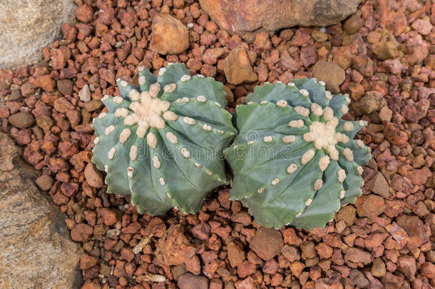 植物学的植物学仙人掌科仙人掌沙漠