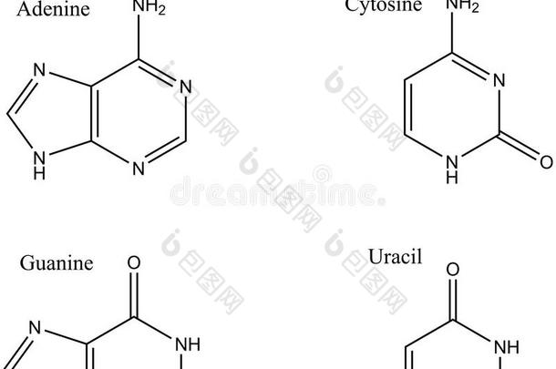 酸的腺嘌呤原子基础生物化学