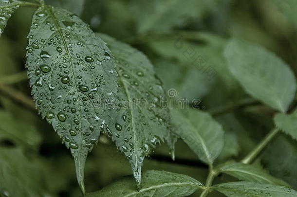 新鲜的树枝覆盖着雨滴在石油山通道