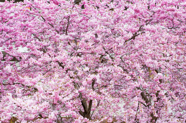 摘要苹果背景美丽的生日