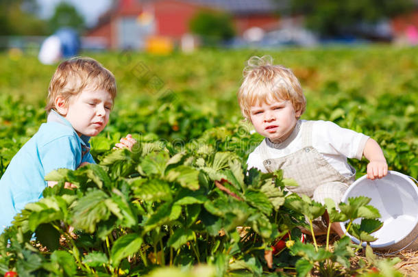 两个双胞胎男孩在采摘草莓农场采摘草莓