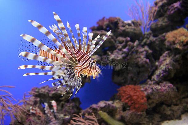 动物水族馆水生的背景蓝色