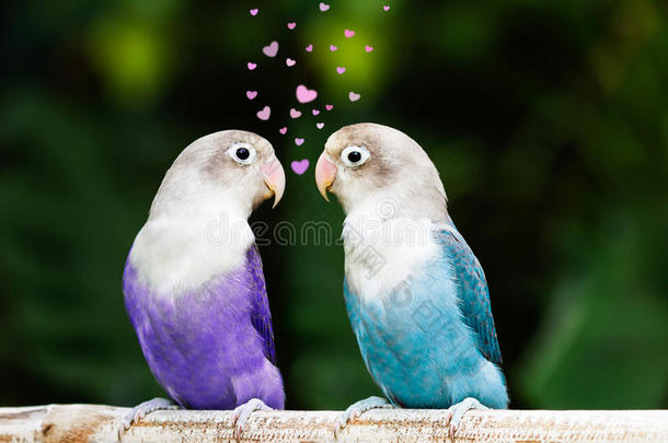 蓝色和紫色的爱鸟站在栖息的地方盯着