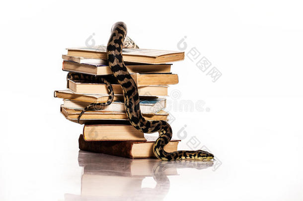 白色背景上的书和蛇