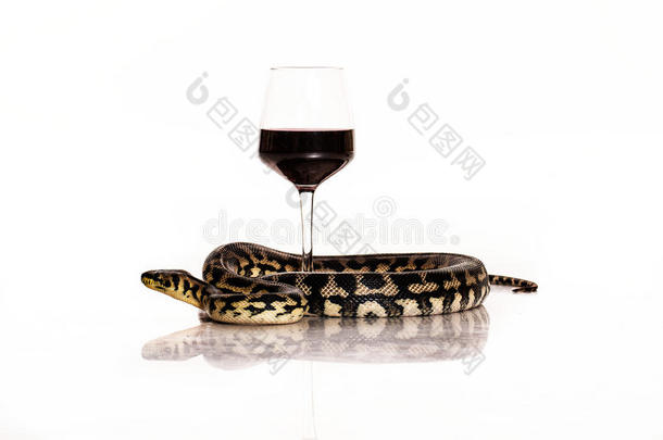 一杯酒和一条白色背景的蛇