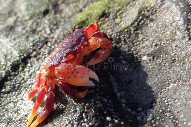 螃蟹日光浴