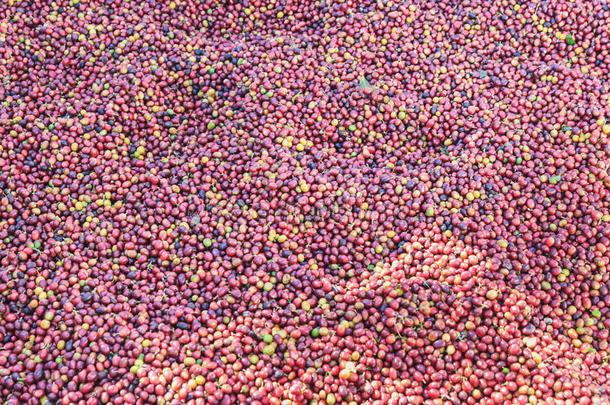 咖啡豆原始种植园
