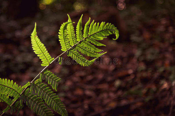 绿色<strong>蕨类植物</strong>在阳光下留下叶子、天然<strong>蕨类植物</strong>的背景