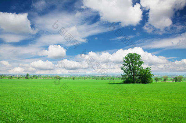 绿草如茵，蓝天白云