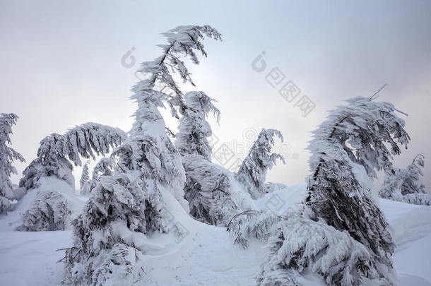 山里的恶劣天气。 冬季景观。 多云的夜晚有暴风雨云。 喀尔巴阡山脉，乌克兰，欧洲