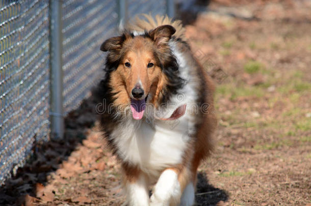 设得兰牧羊犬