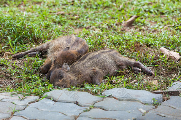 小野<strong>猪</strong>睡在草地上