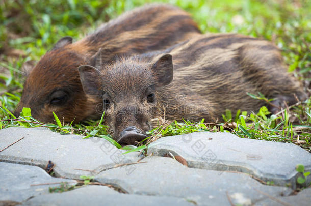 <strong>小野</strong>猪睡在草地上