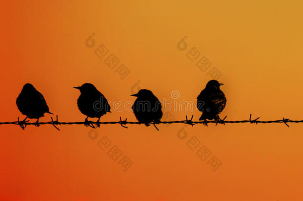 日落时，四只鸟在铁栅栏上