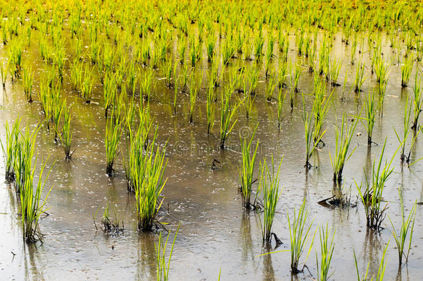 绿色水稻<strong>树苗</strong>在玉米田-农业在泰国