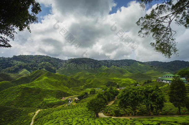 新鲜的绿茶种植园景观附近的山与美丽的蓝天在卡梅隆高地