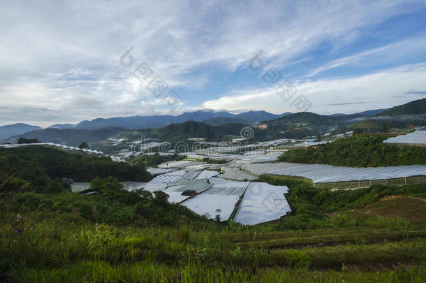 新鲜的绿茶种植园景观附近的山与美丽的蓝天在卡梅隆高地