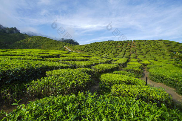 <strong>新</strong>鲜的绿茶种植园景观附近的山与美丽的蓝天在卡梅隆<strong>高地</strong>