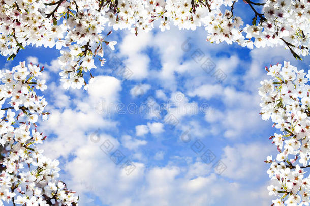 在一个观赏花园里开花的樱桃树，柔和的颜色