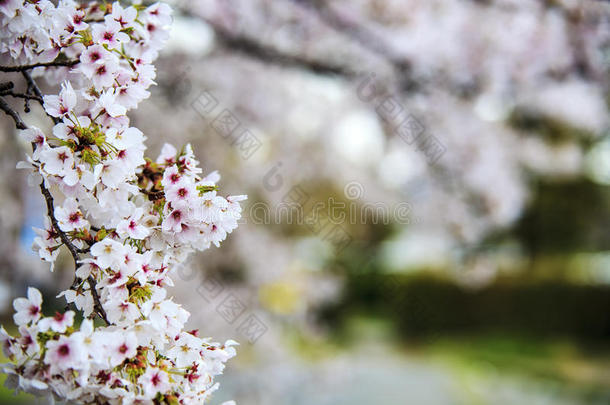 在一个观赏花园里开花的樱桃树，柔和的颜色